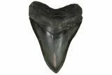 Serrated, Fossil Megalodon Tooth - South Carolina #169186-1